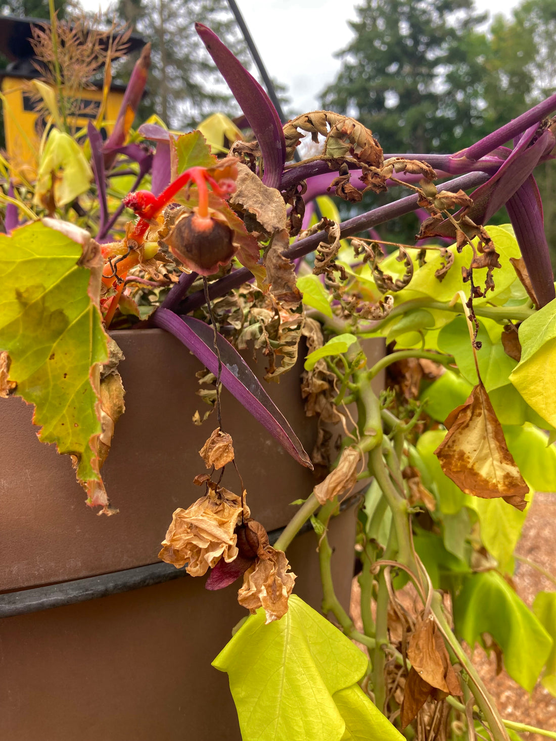 Five stages of fall! - The Garden Corner