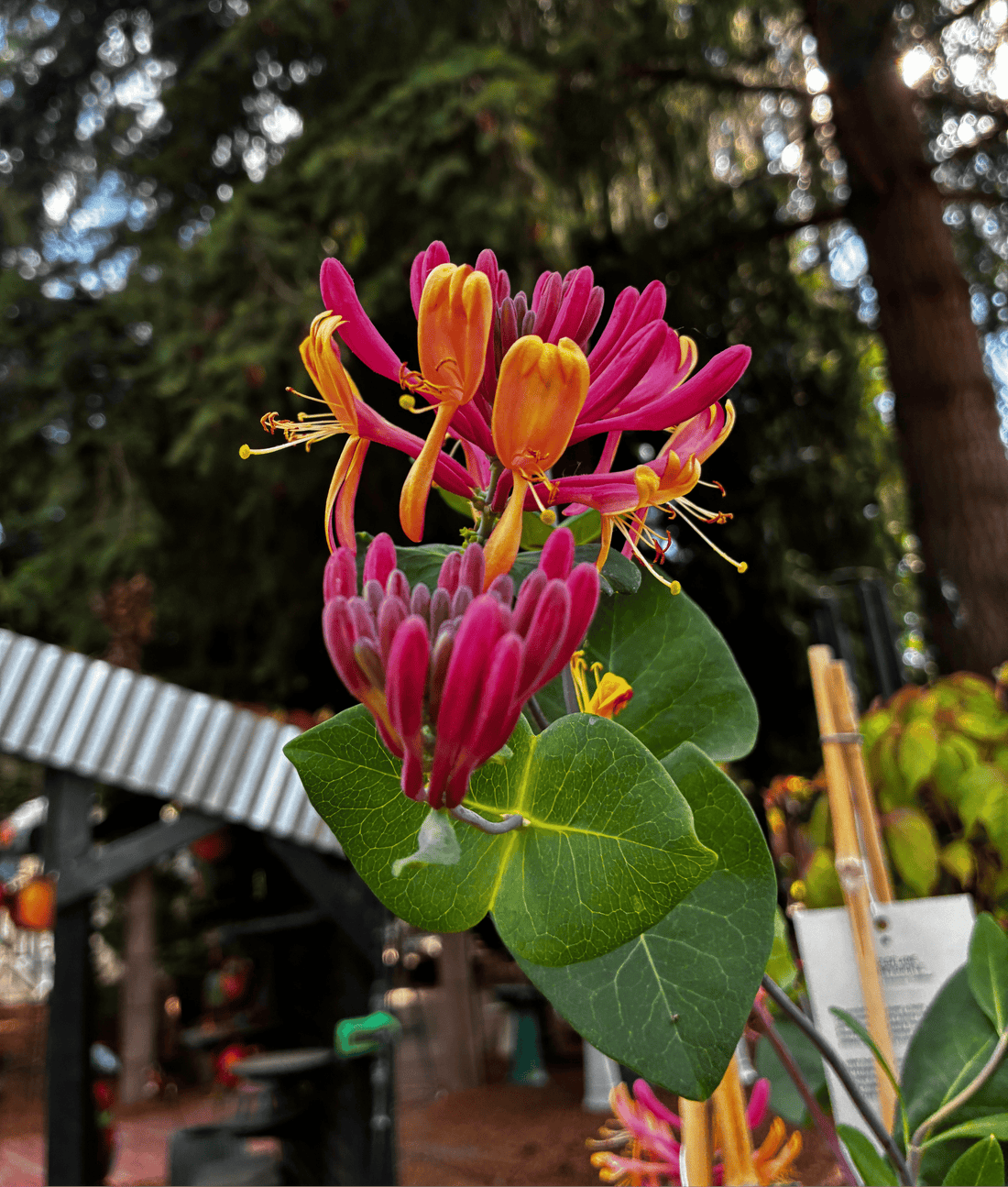 Baby, You're a Flowerwork - The Garden Corner