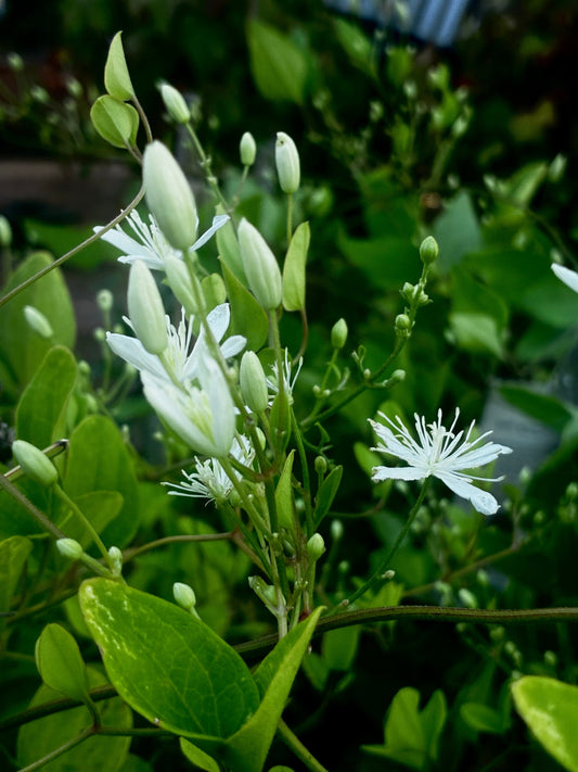 What Plant is Waiting for You?