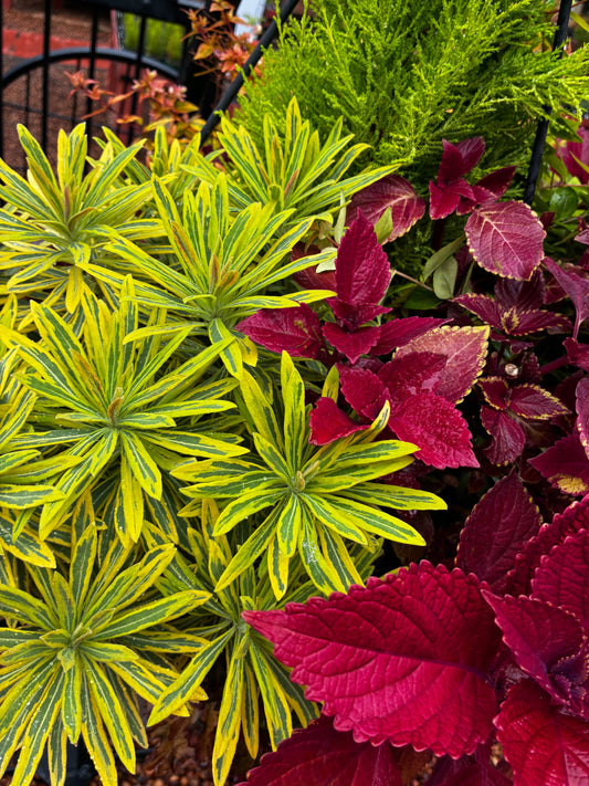 Code Orange: The Appearance of Summerween