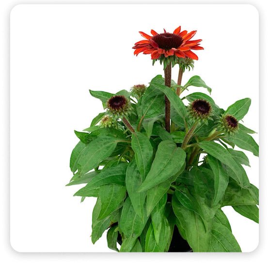 Perennials & Shrubs - The Garden Corner