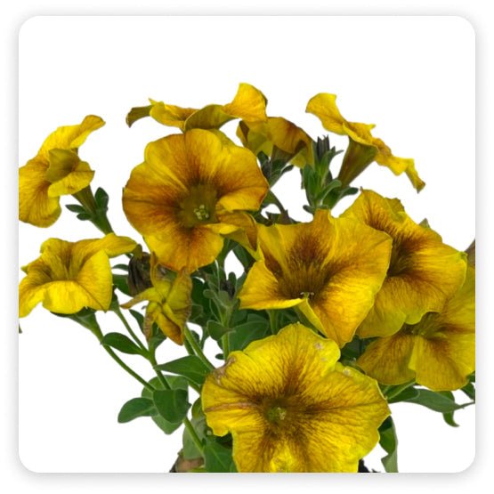 Annuals - The Garden Corner