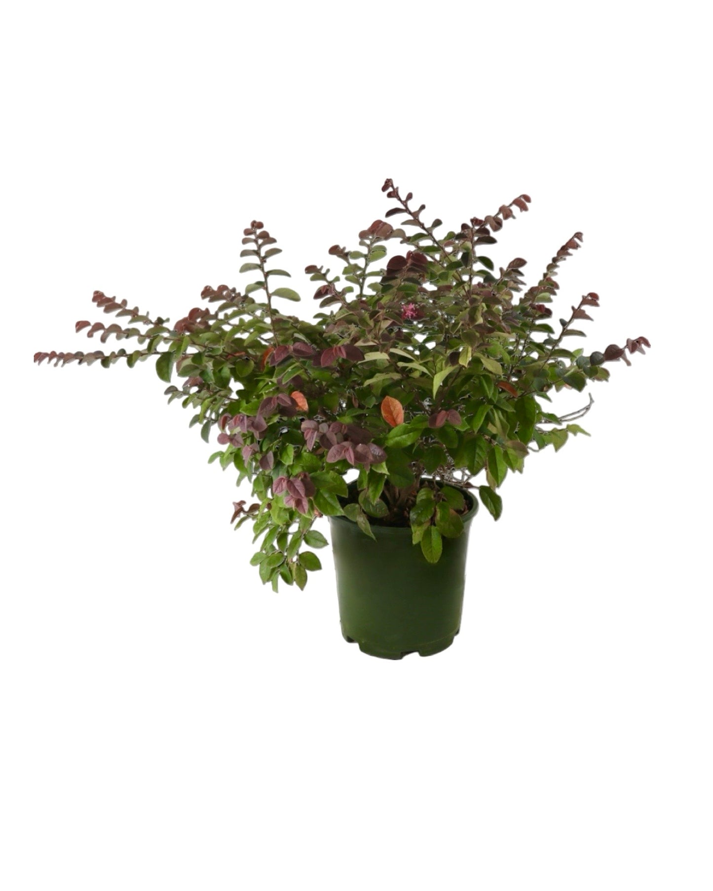 Loropetalum chinense 'Sizzling Pink' - Shrubs