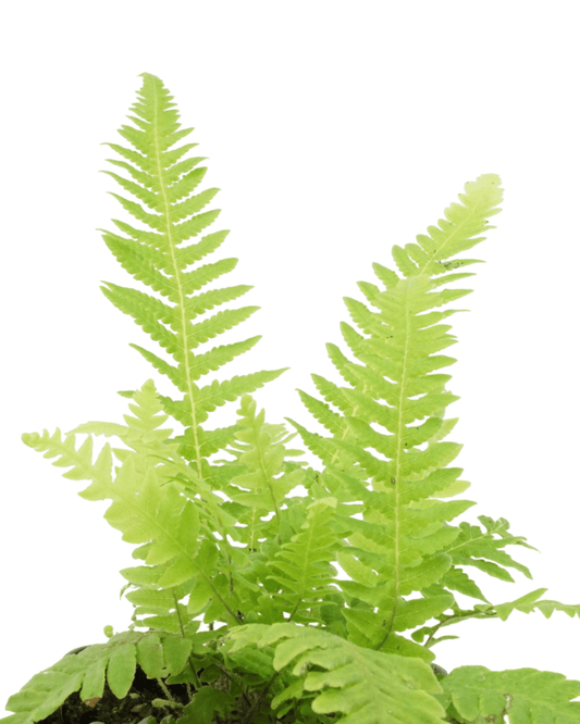 Thelypteris decursive - pinnata - The Garden Corner