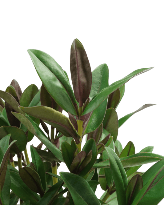 Hebe Addenda® 'Donna Eva' - The Garden Corner