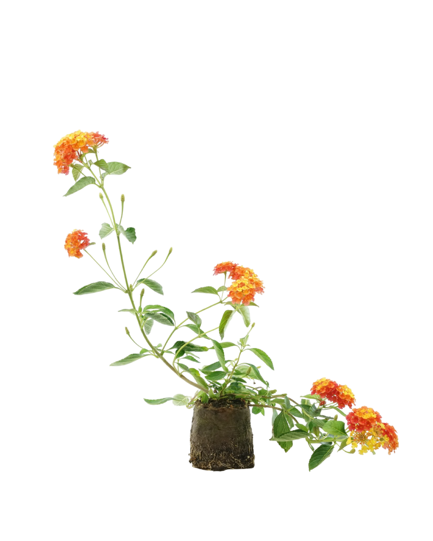 Lantana 'Landmark Citrus'
