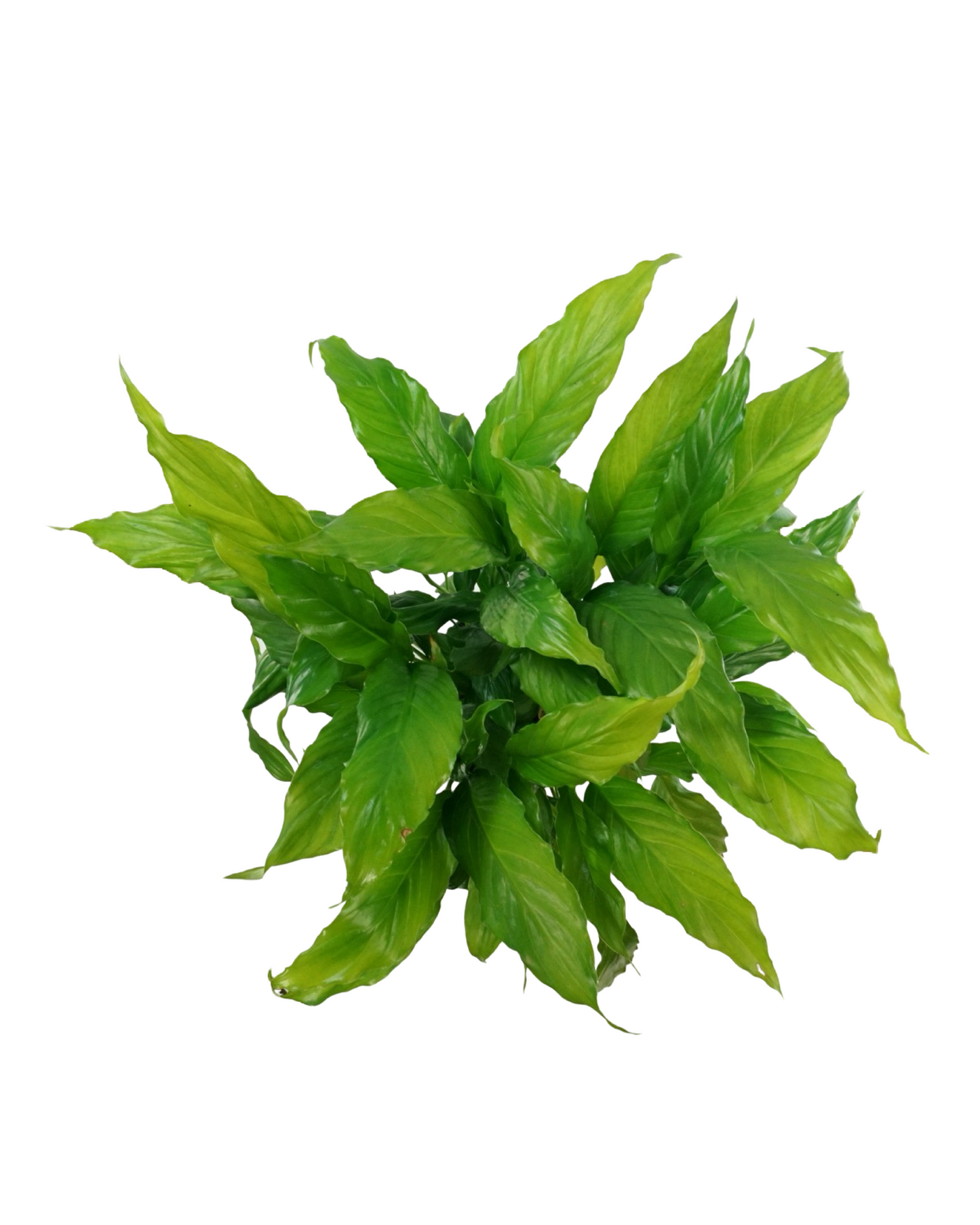 Spathiphyllum wallisii