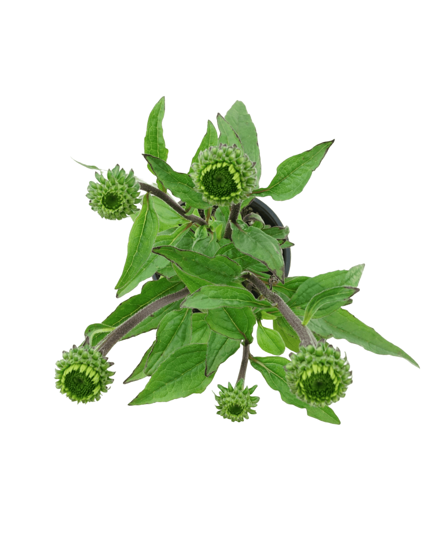 Echinacea 'Sweet Sandia' - The Garden Corner