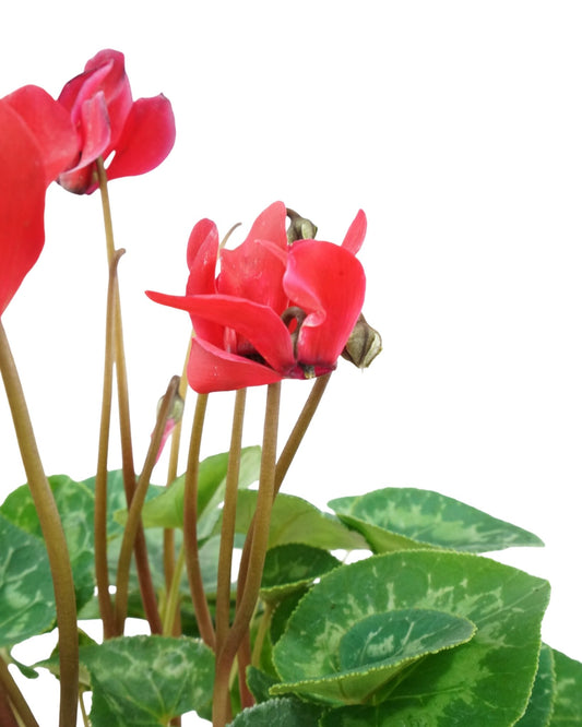 Cyclamen 'SuperSerie Allure Red' - The Garden Corner
