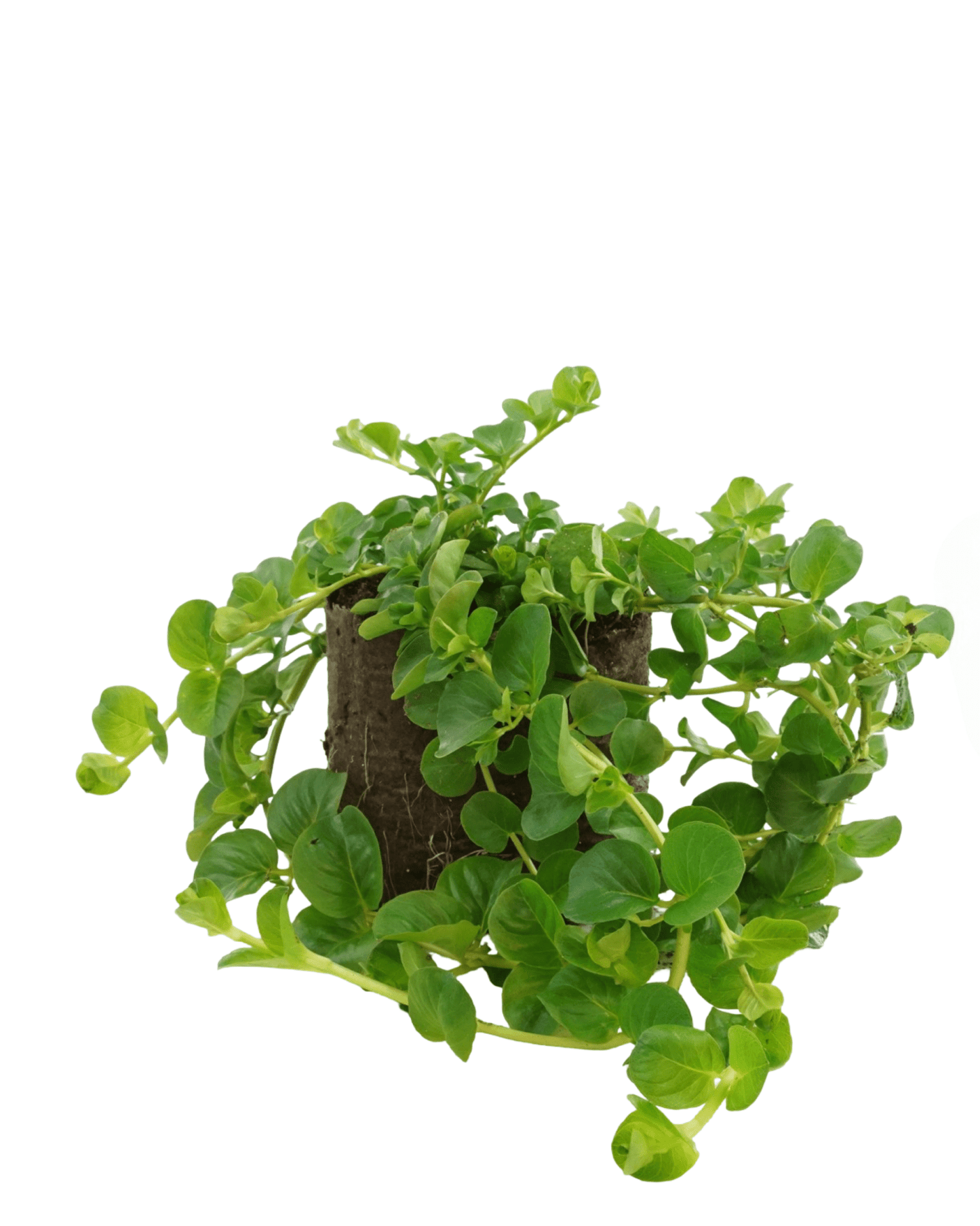 Lysimachia 'Green' - The Garden Corner