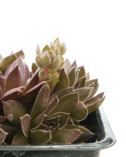 Sempervivum ‘Pacific Devil’s Food’ - The Garden Corner
