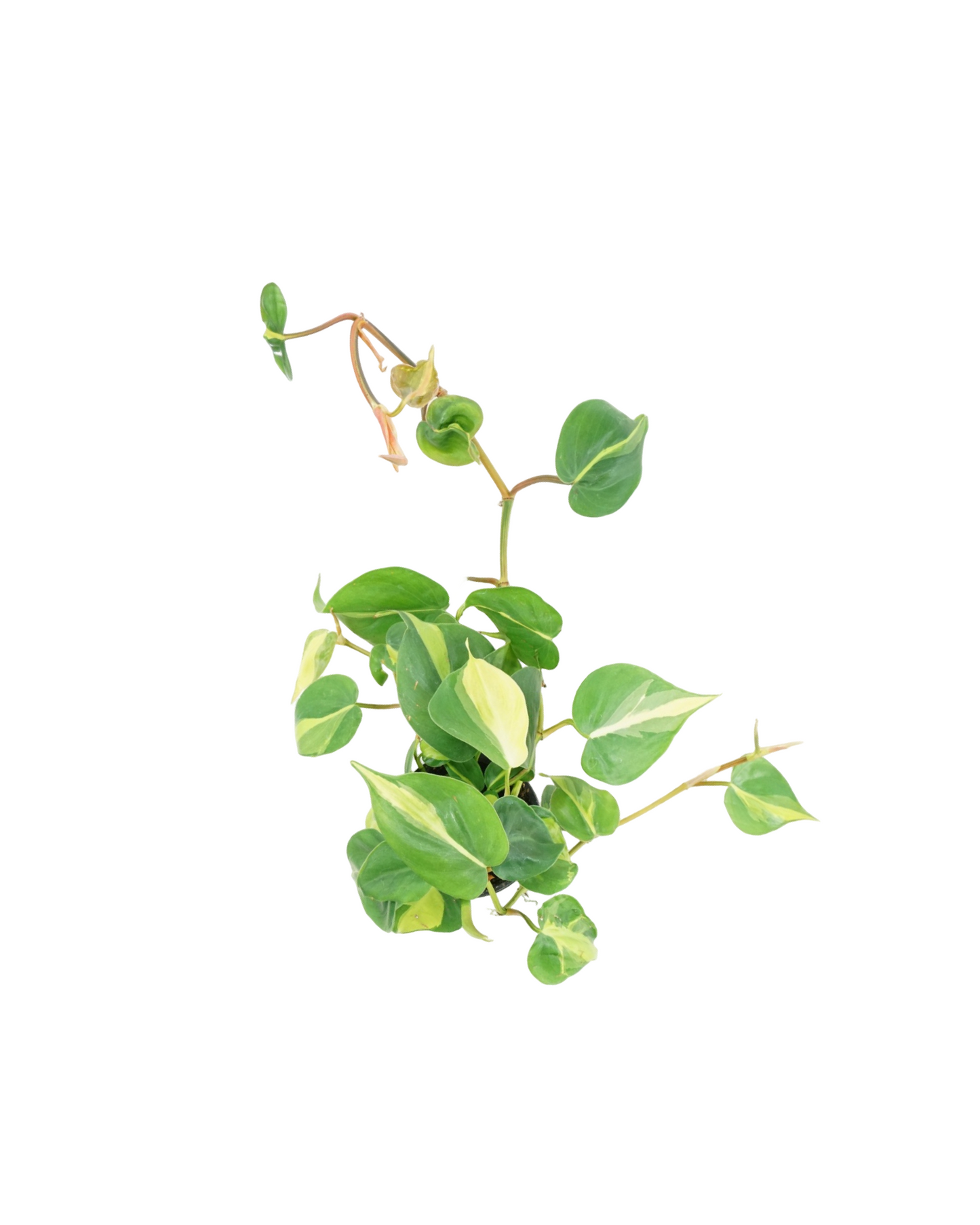 Philodendron hederaceum 'Brasil'