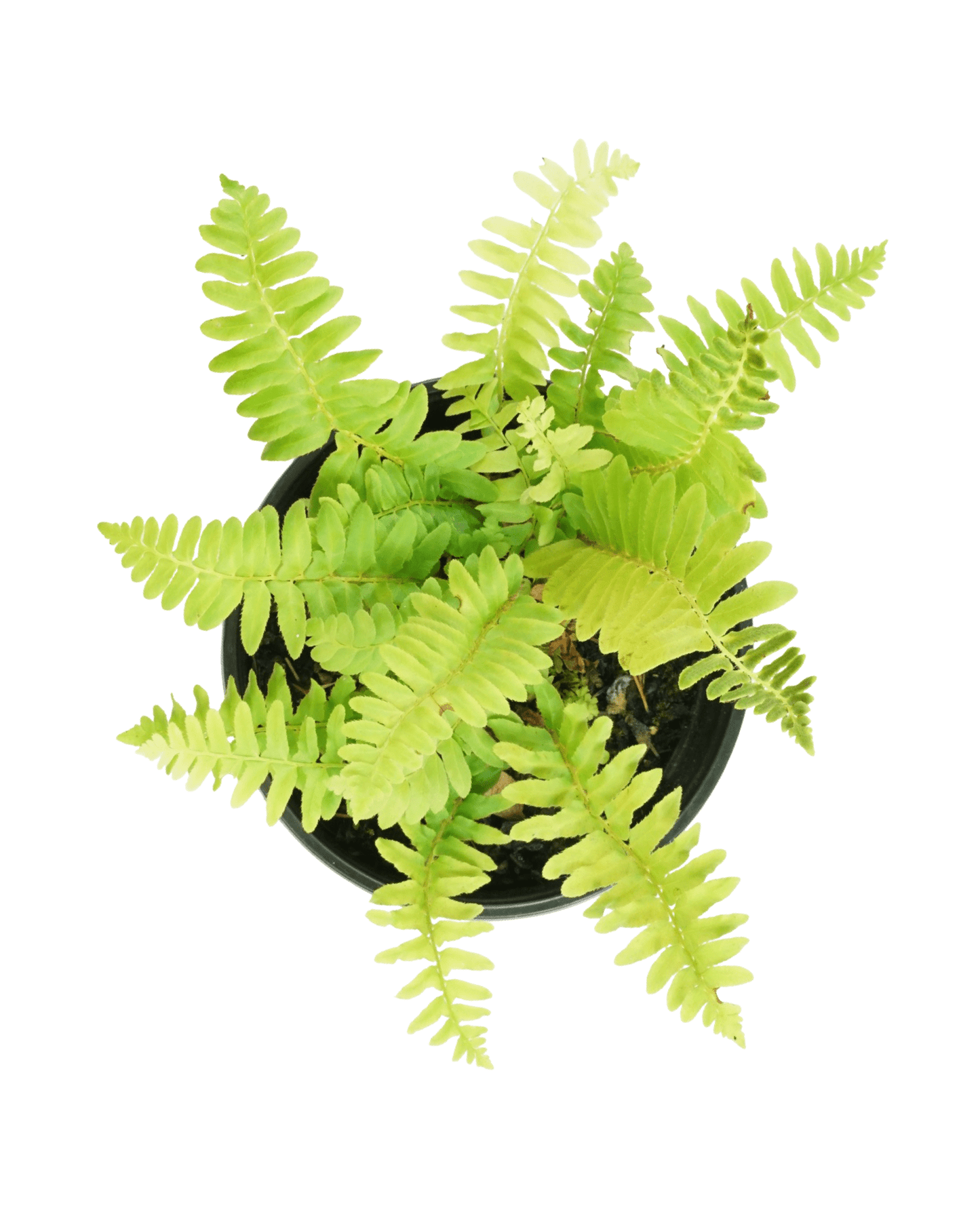 Polystichum munitum 'Western Sword Fern' - The Garden Corner