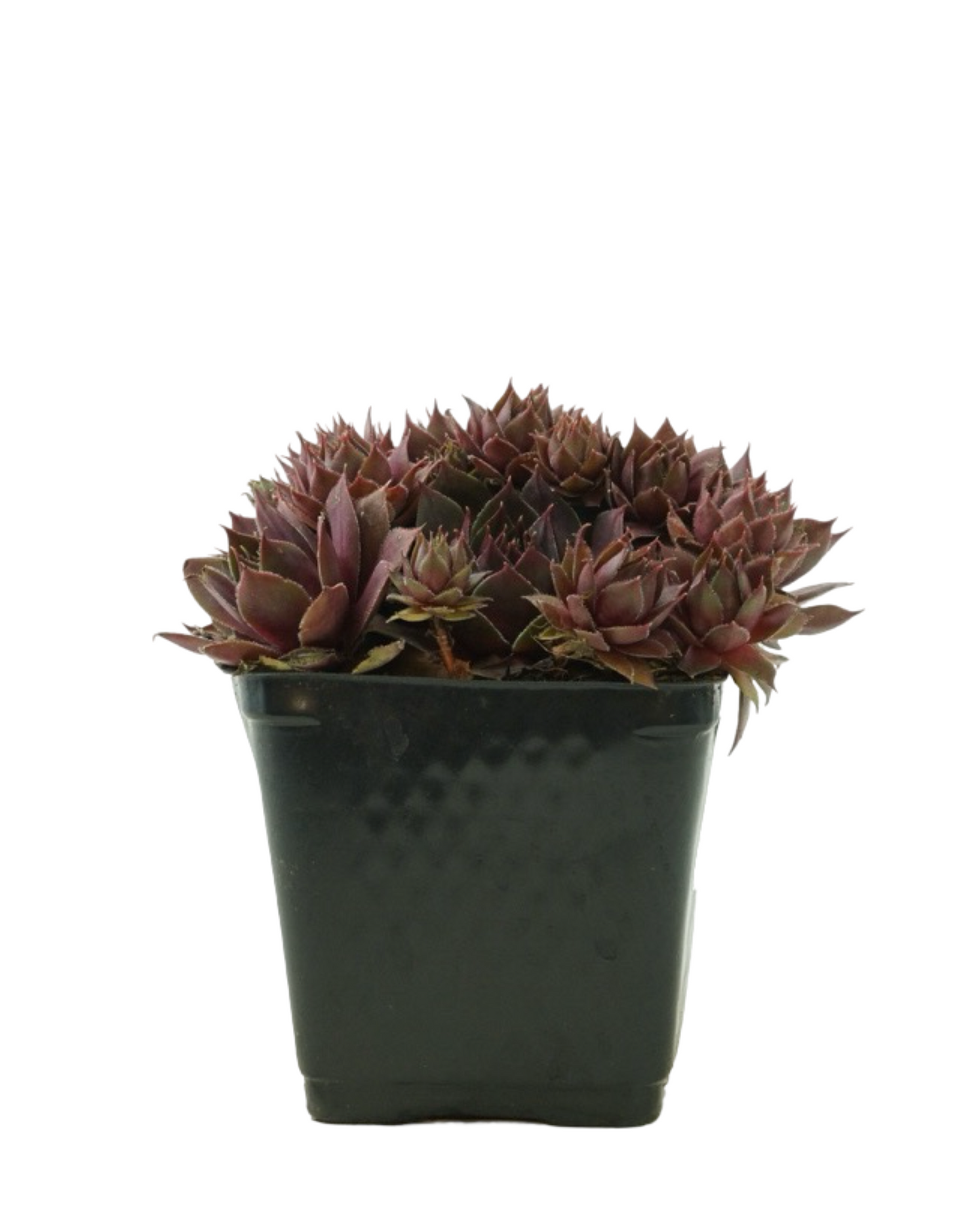 Sempervivum 'Silverine'