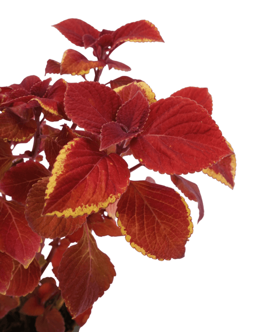 Coleus 'Campfire' - The Garden Corner
