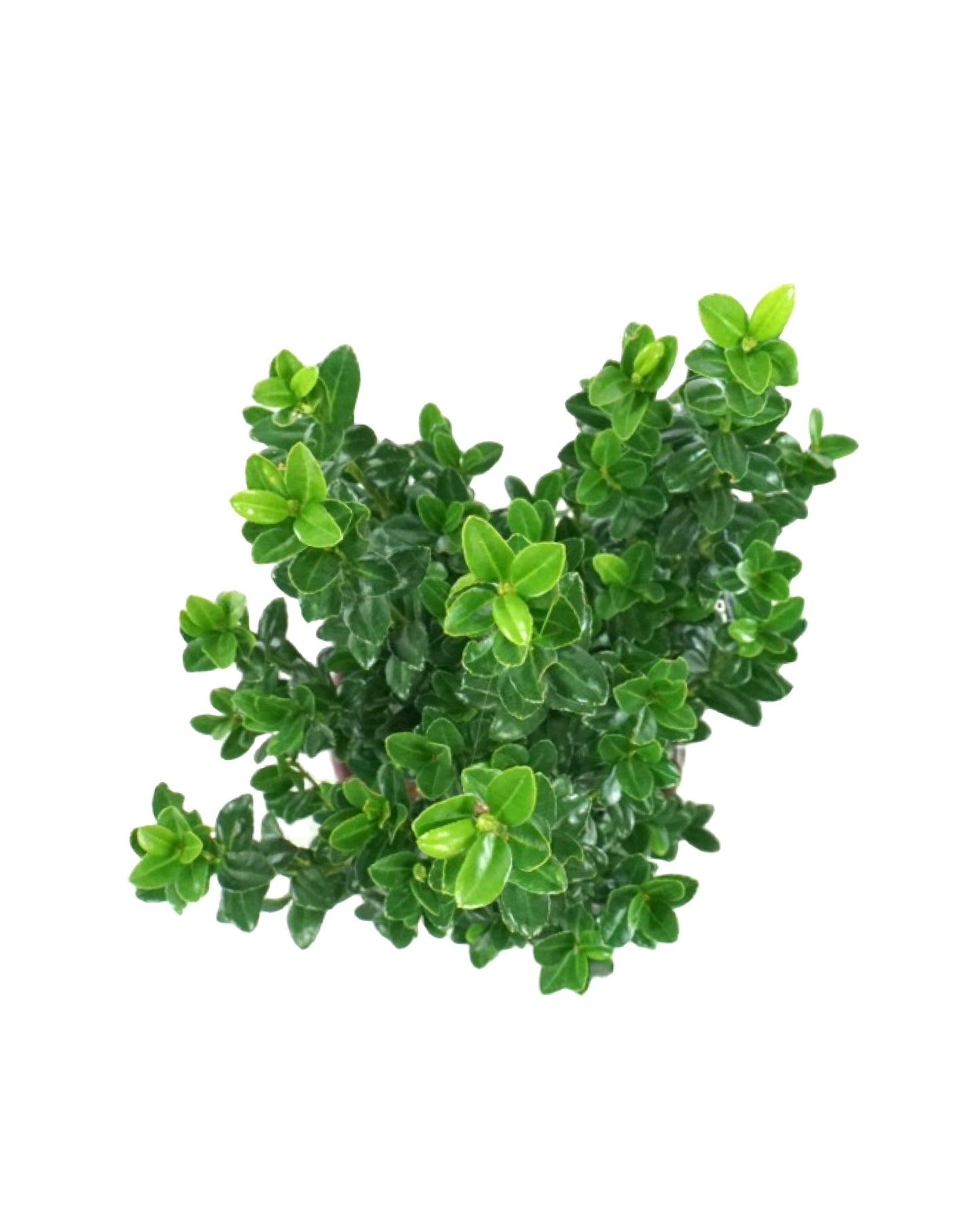 Ilex crenata 'Sky Pencil' - The Garden Corner