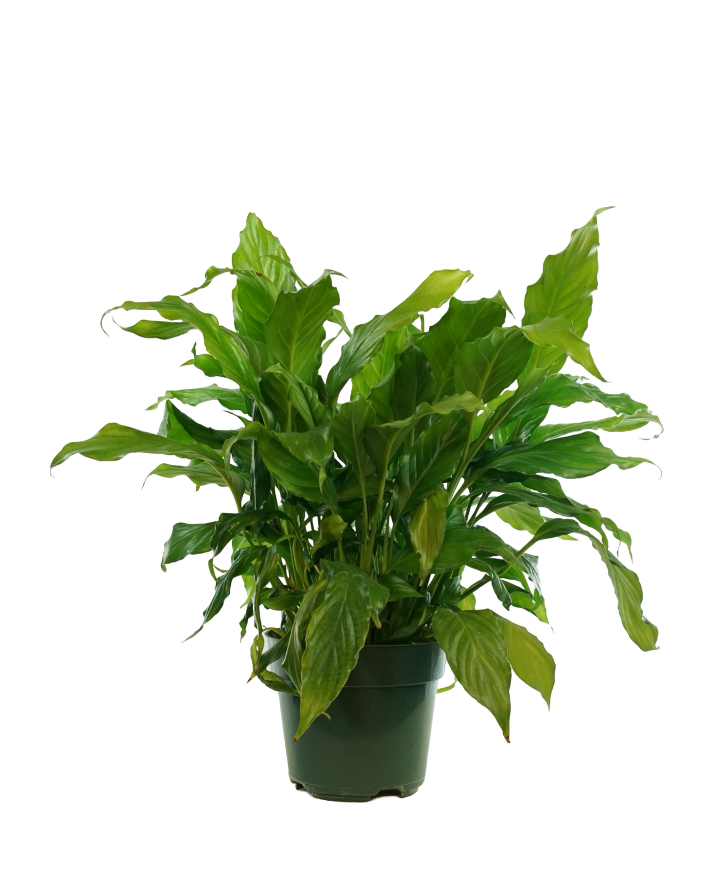 Spathiphyllum wallisii
