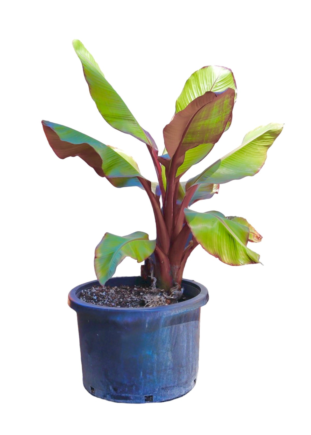 Ensete ventricosum 'Maurelii' - Tropical Plants