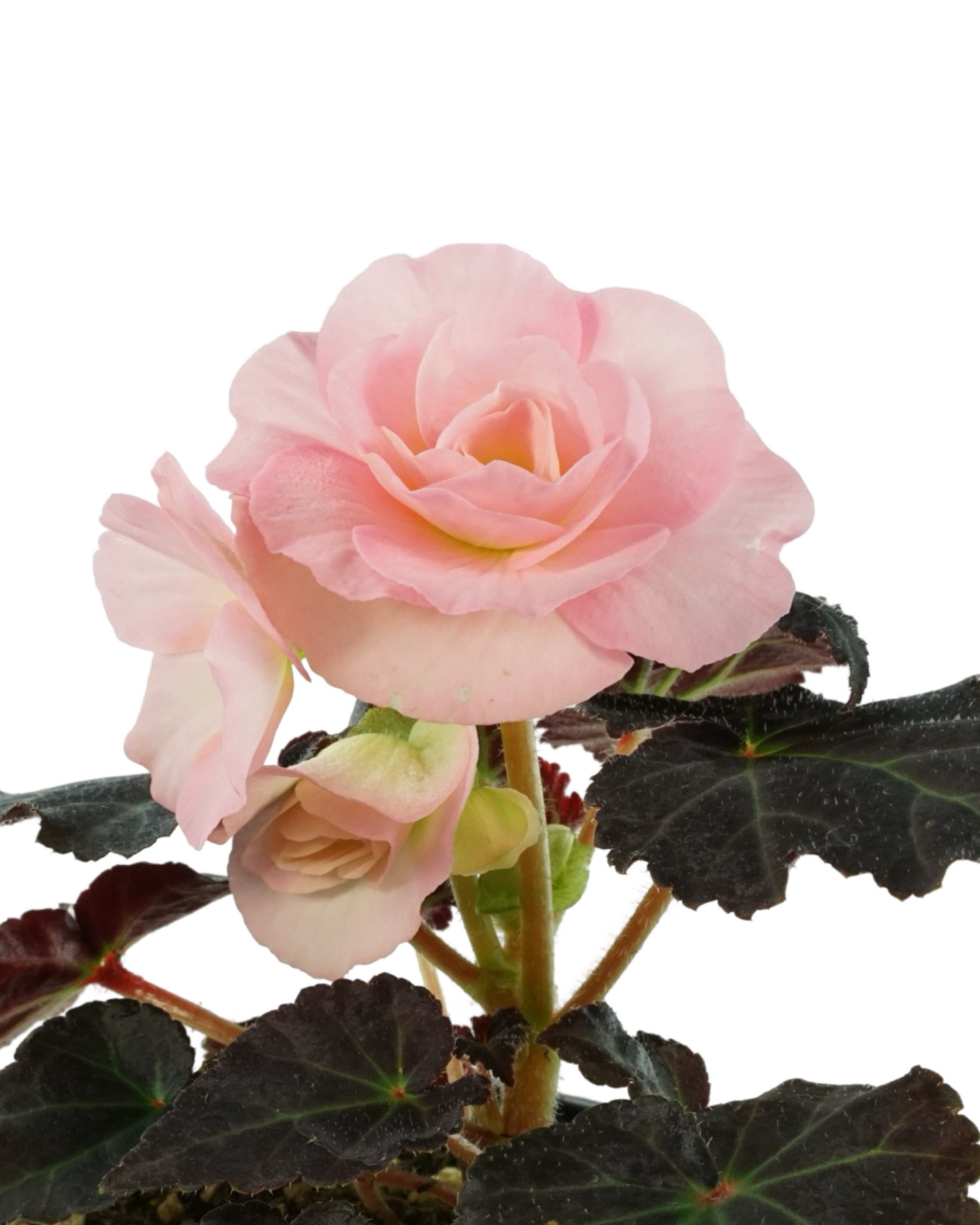 Begonia Nonstop Mocca 'Pink Shades'