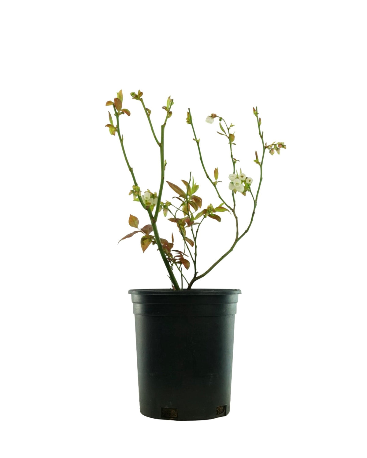 Blueberry 'Earliblue' - Shrubs