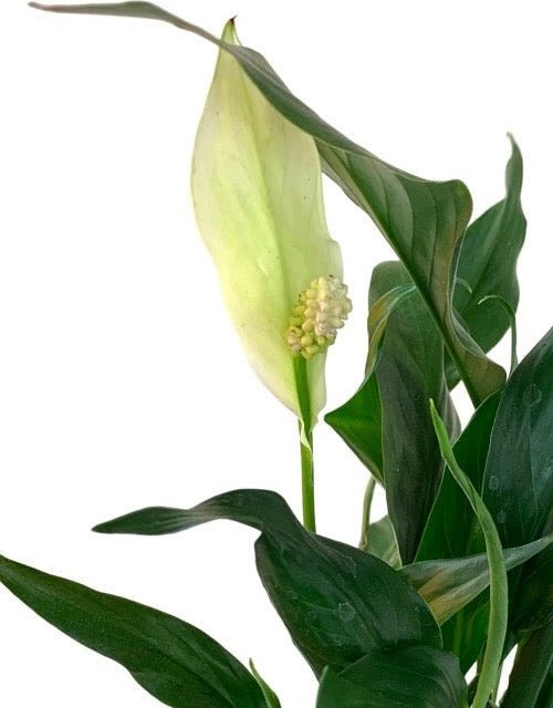 Spathiphyllum wallisii - The Garden Corner