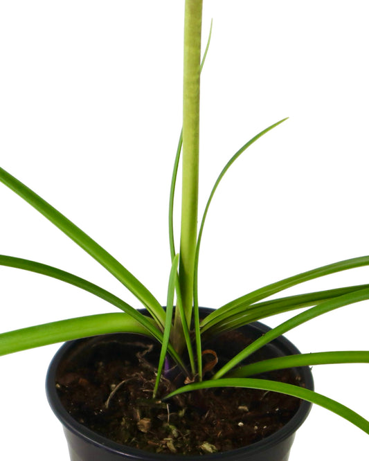 Agapanthus 'Northern Star' - Perennials