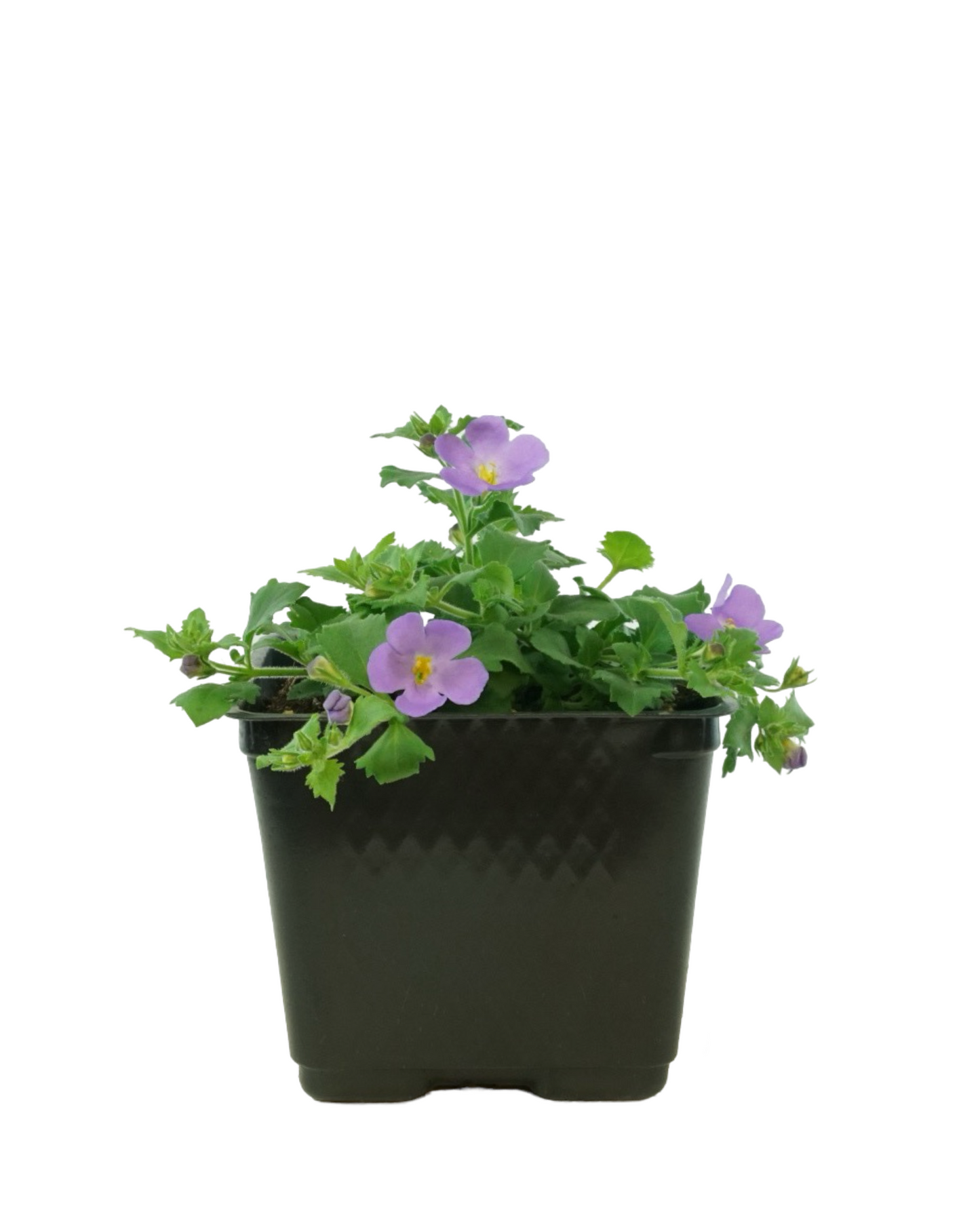 Bacopa 'MegaCopa Blue'