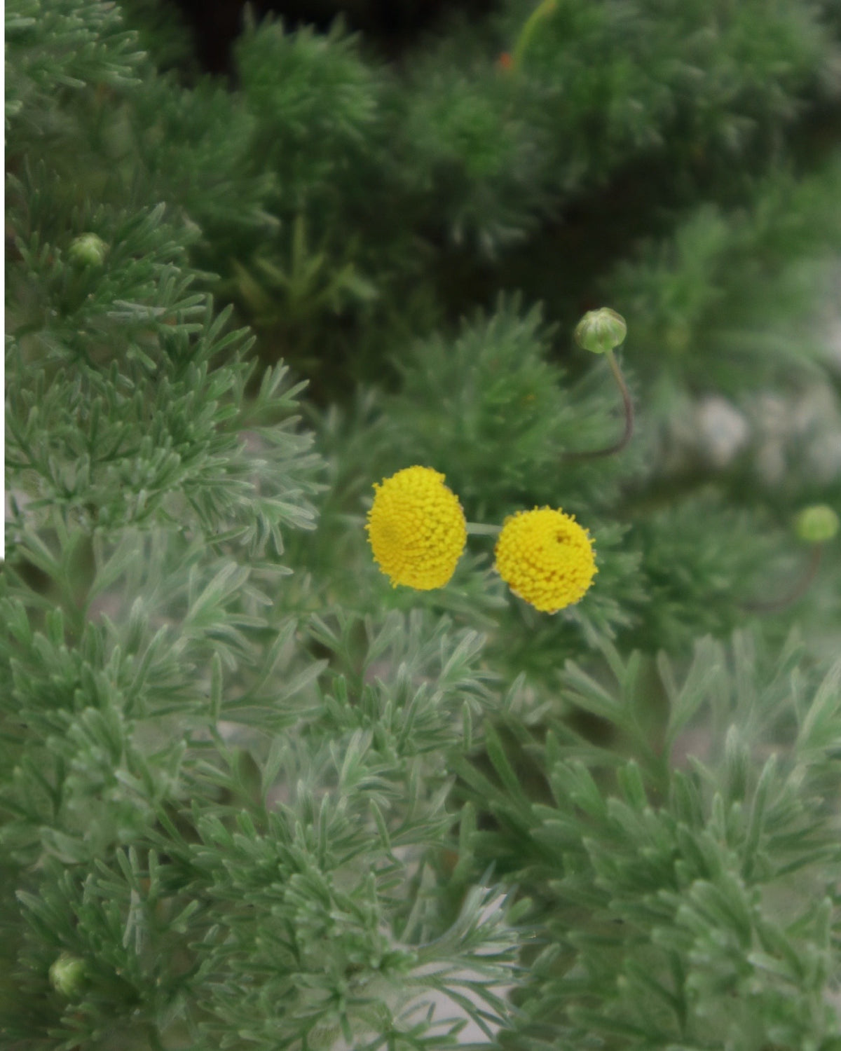Cotula hispida - Perennials