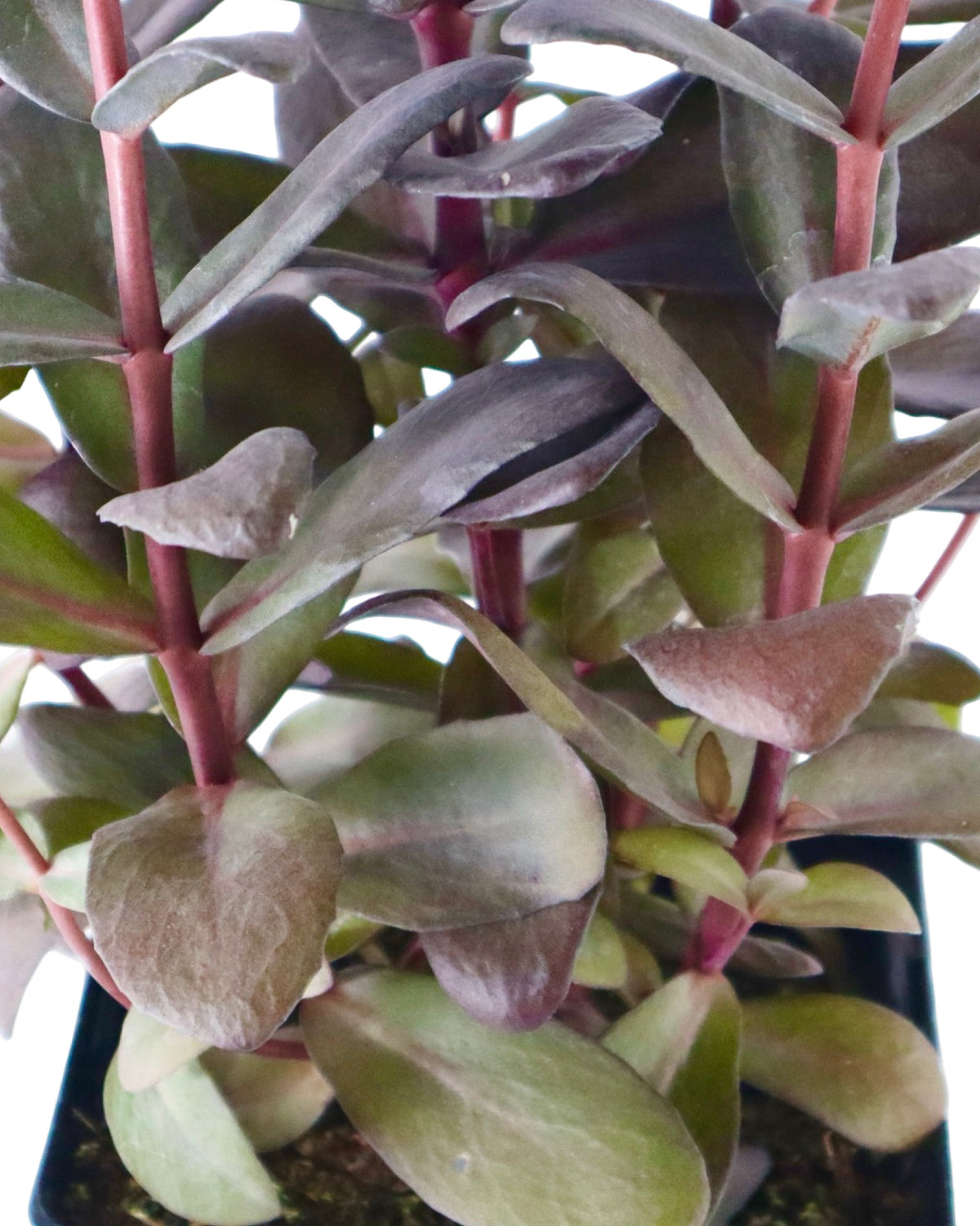 Sedum 'Desert Black' - Perennials