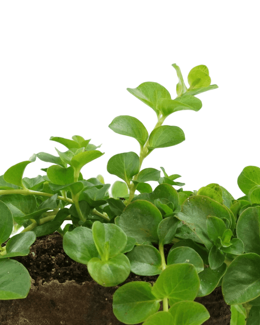 Lysimachia 'Green' - The Garden Corner