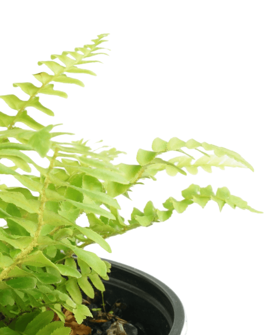 Polystichum munitum 'Western Sword Fern' - The Garden Corner