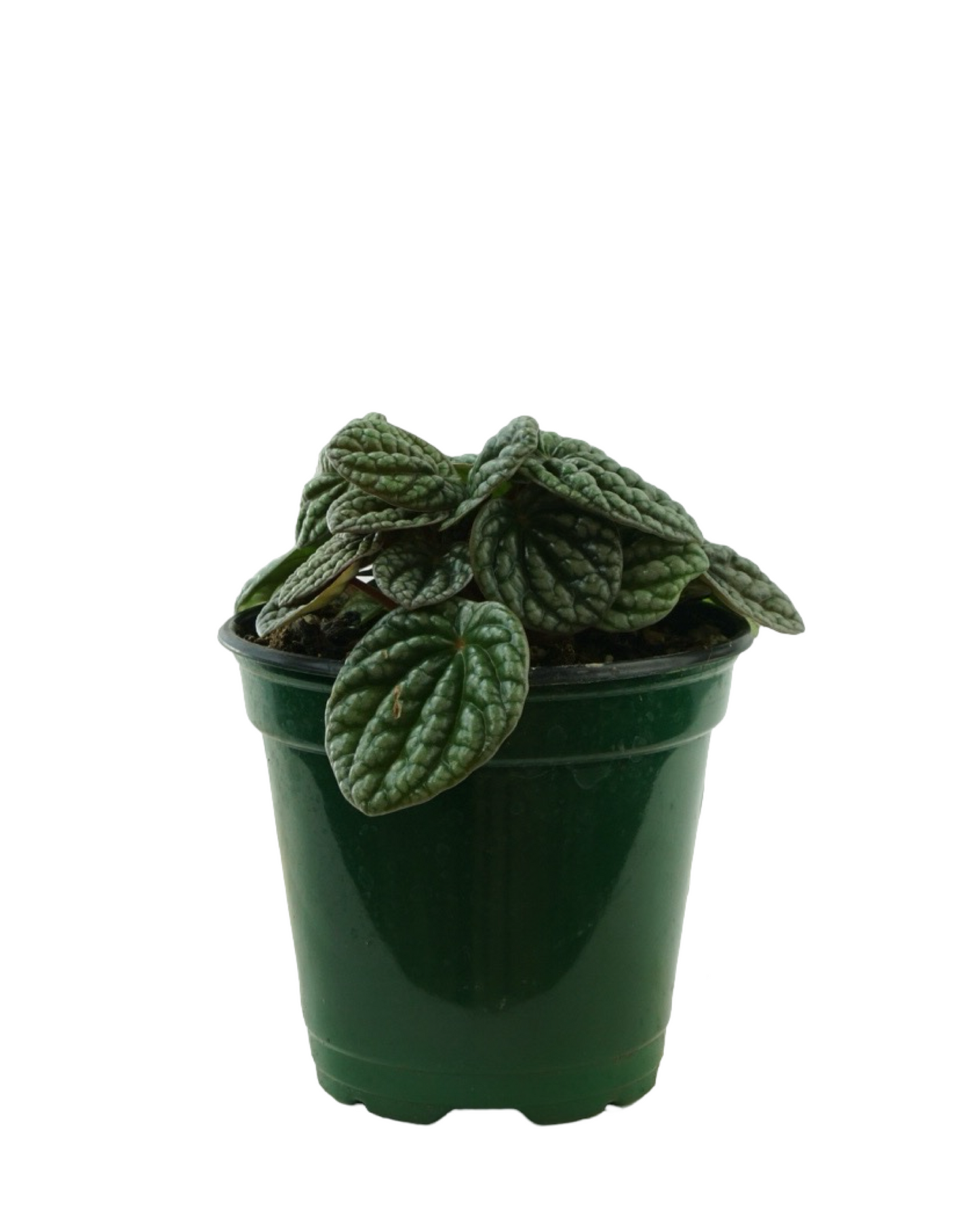 Peperomia caperata 'Luna Grey'