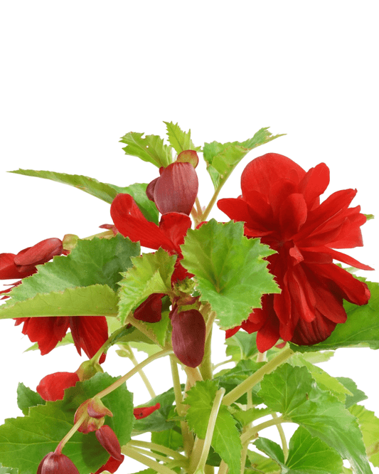Begonia 'Illumination Scarlet' - The Garden Corner