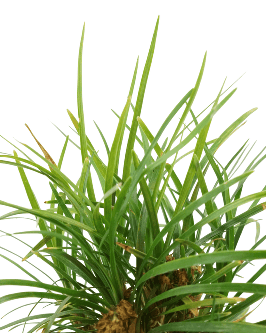 Ophiopogon japonicus 'Nana' - The Garden Corner