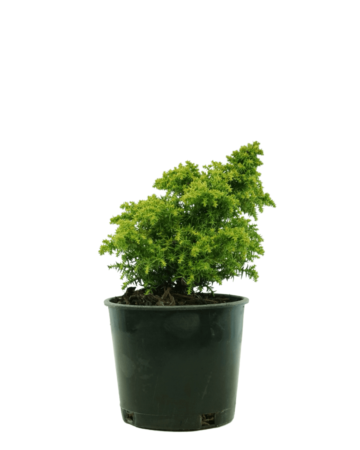 Cryptomeria japonica 'Twinkle Toes' - Shrubs