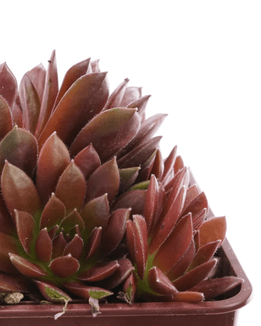 Sempervivum Colorockz® 'Coral Red' - The Garden Corner