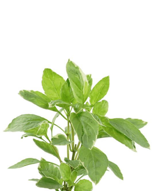 Basil ‘Pesto Perpetuo’ - The Garden Corner