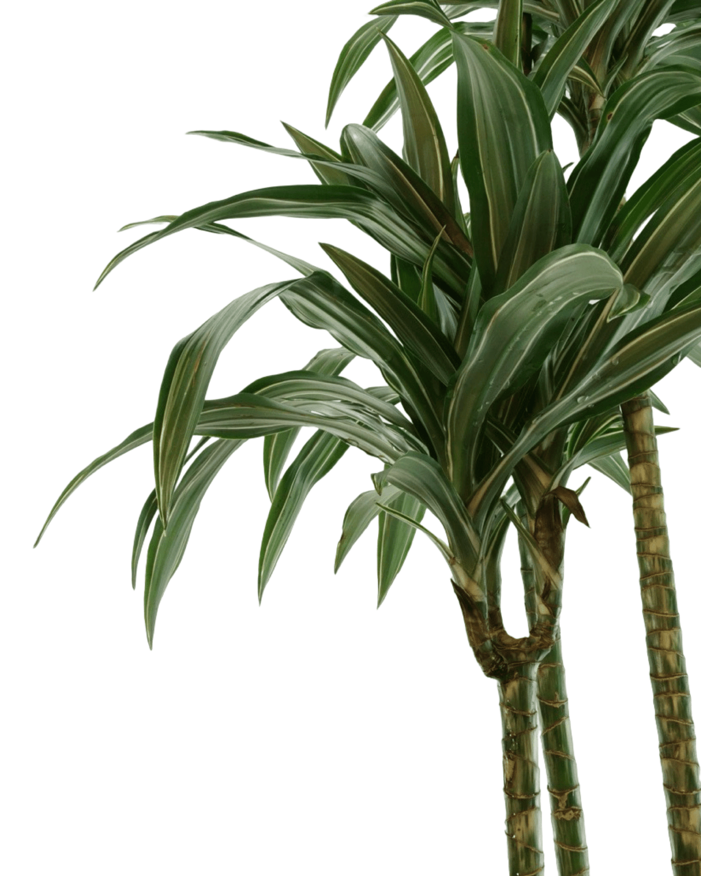 Dracaena warneckii - The Garden Corner