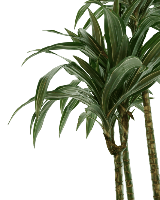 Dracaena warneckii - The Garden Corner