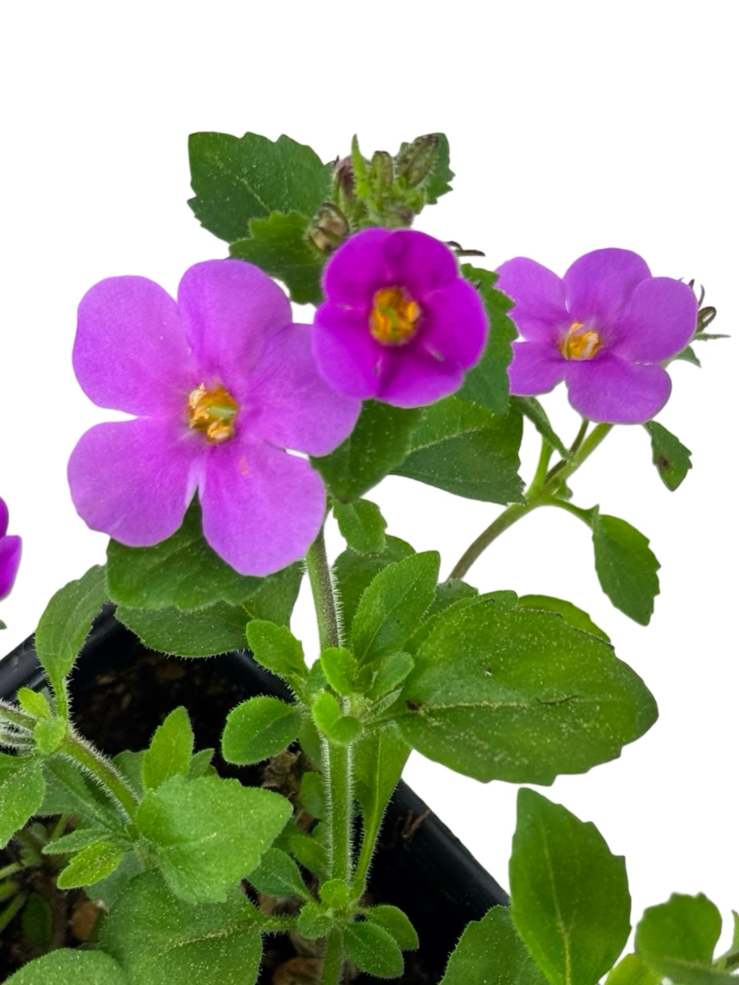 Bacopa Big Falls™ Dark Pink - Annuals