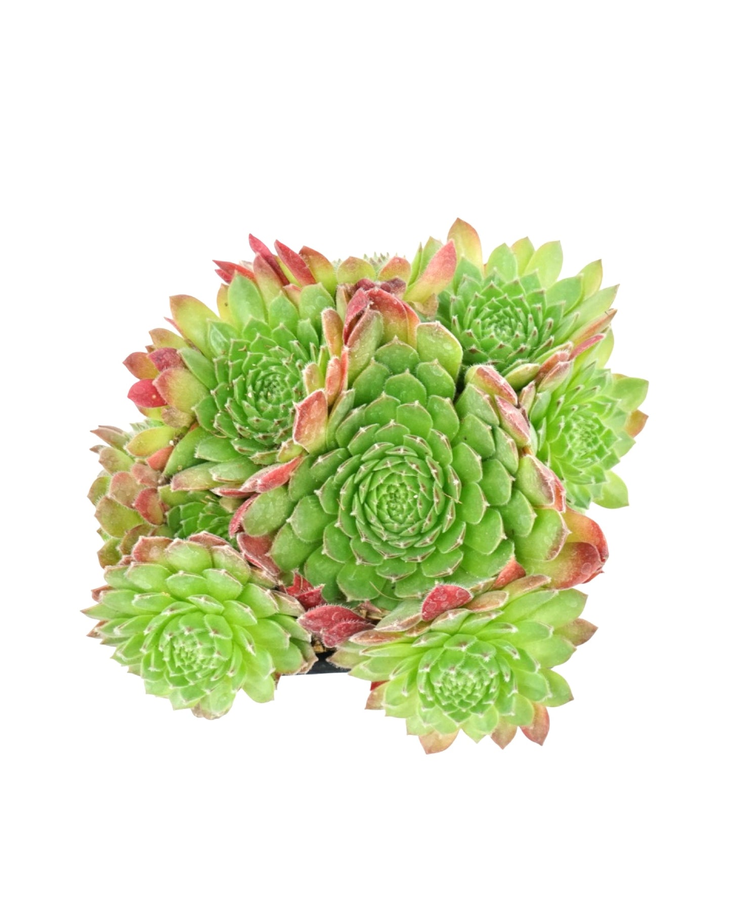 Sempervivum 'Hester'