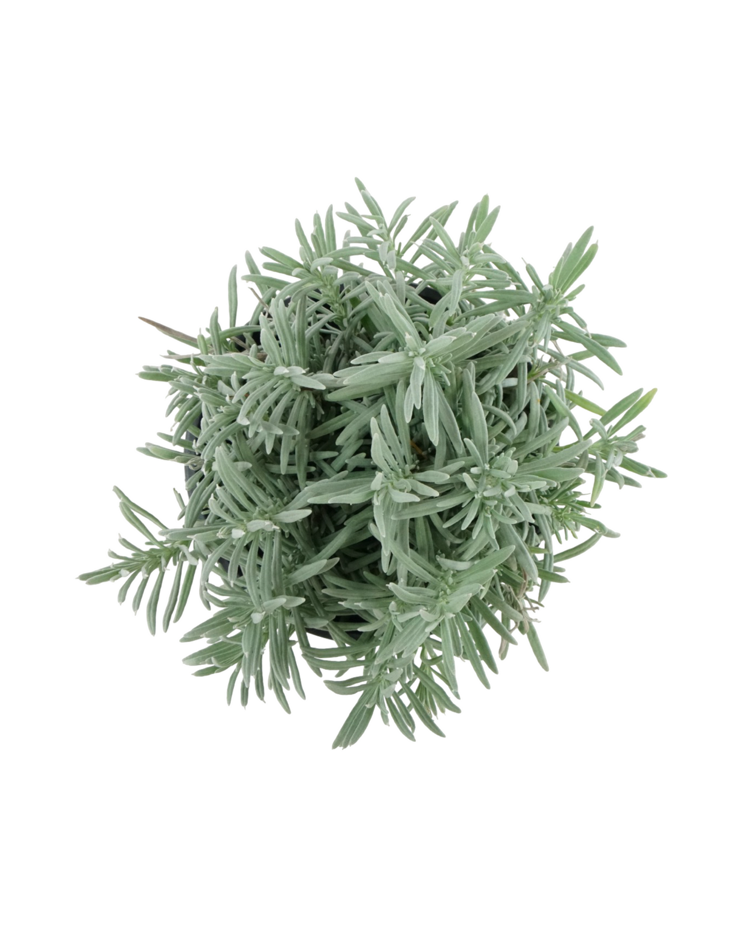 Lavandula x intermedia 'Grosso'
