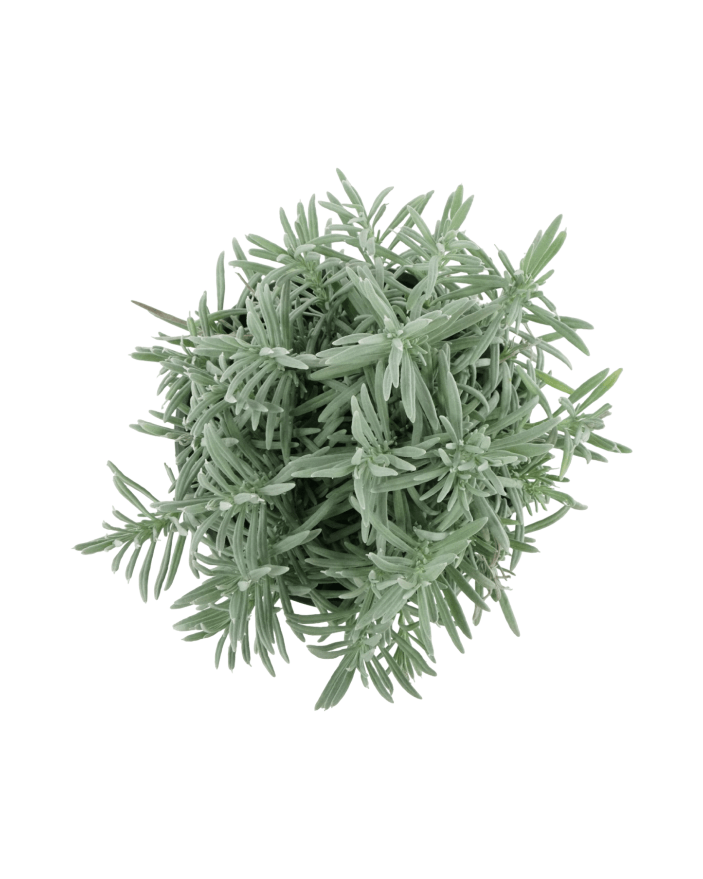 Lavandula x intermedia 'Grosso' - The Garden Corner