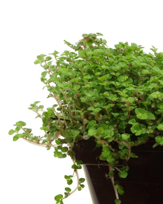 Soleirolia soleirolii - The Garden Corner