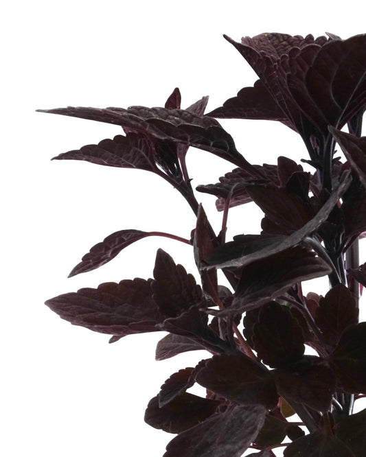 Coleus 'Talavera Chocolate Velveteen' - The Garden Corner