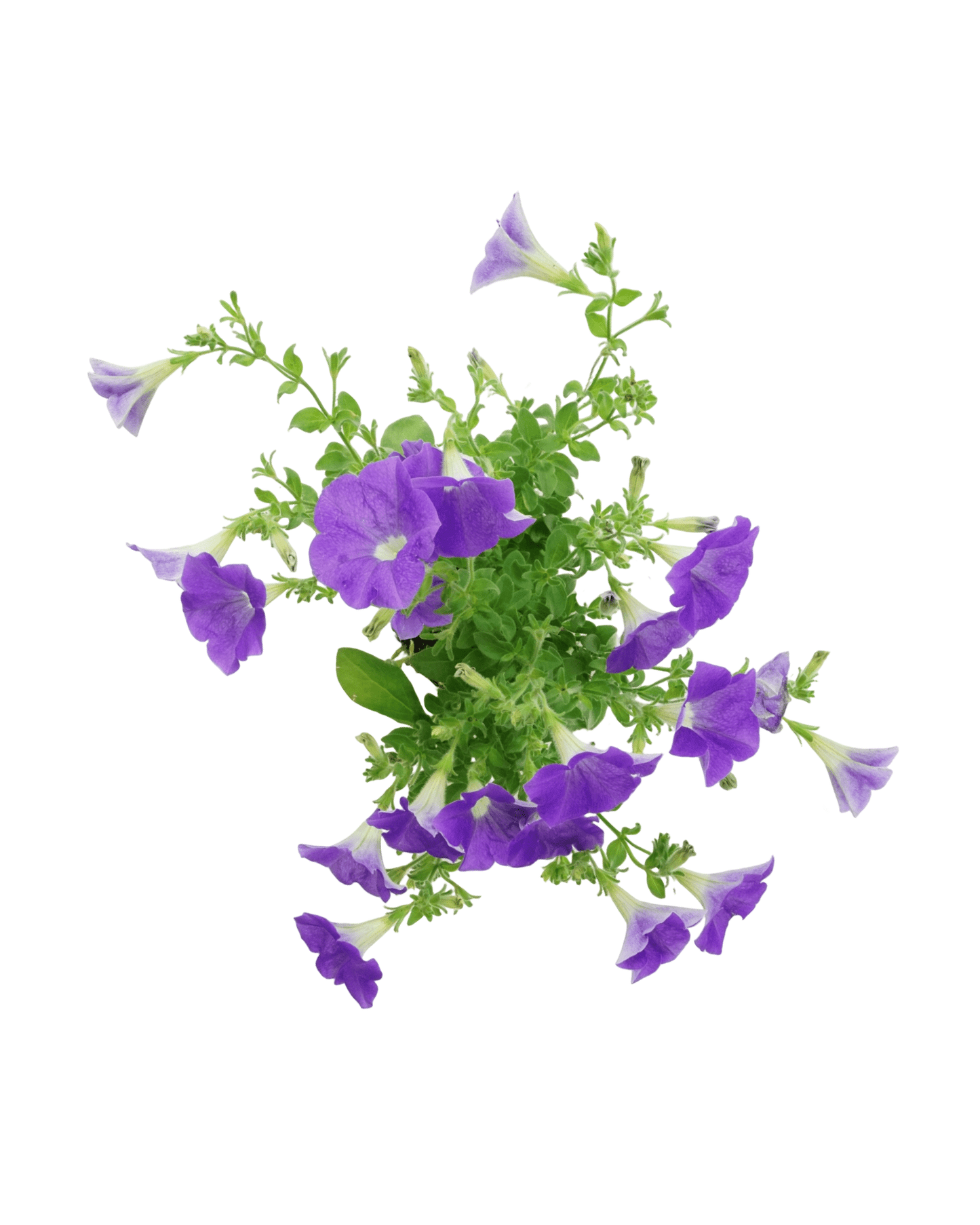 Petunia 'Surfinia Sky Blue' - The Garden Corner