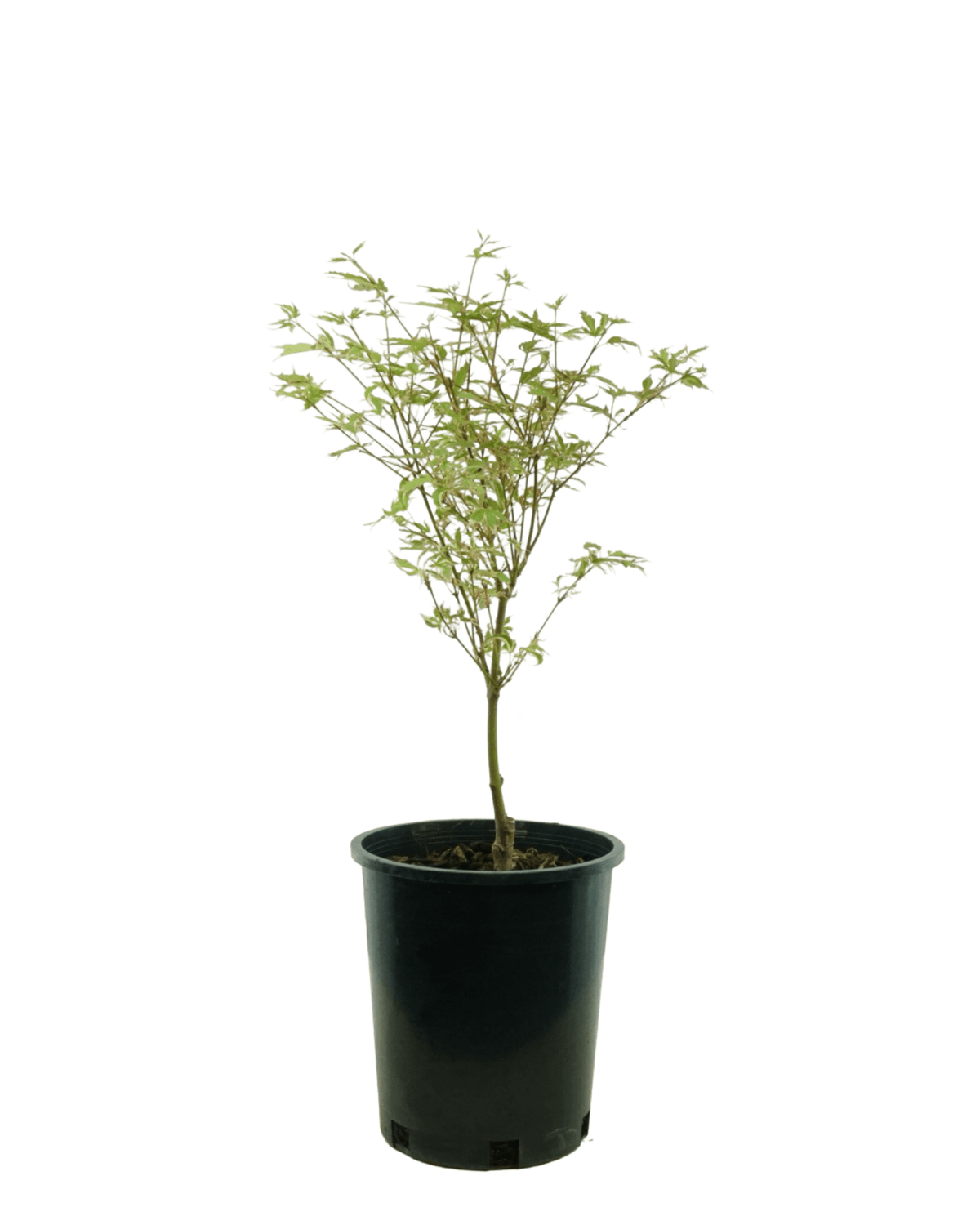 Acer palmatum 'Butterfly' - Trees