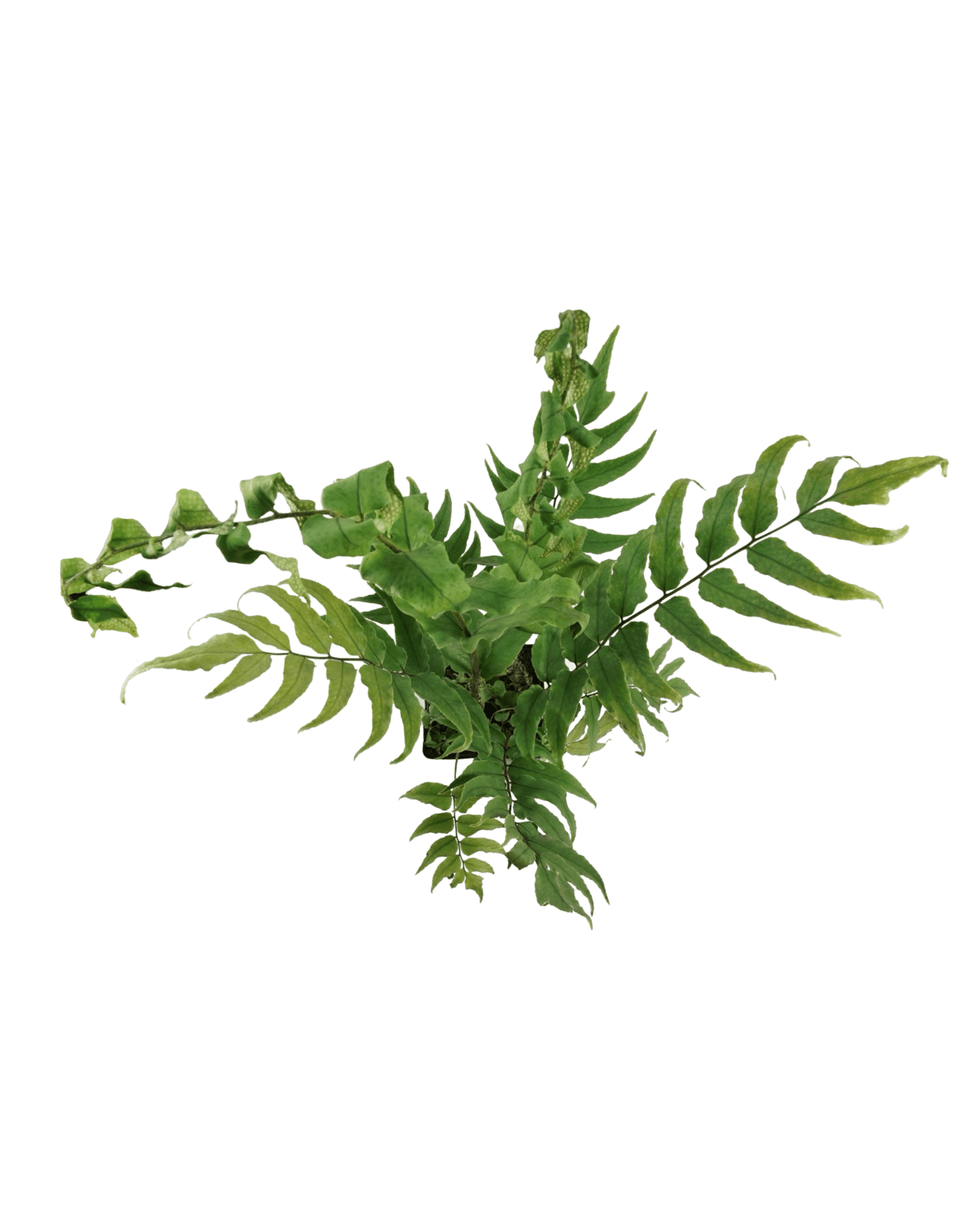 Cyrtomium fortunei 'Monstgo' - The Garden Corner