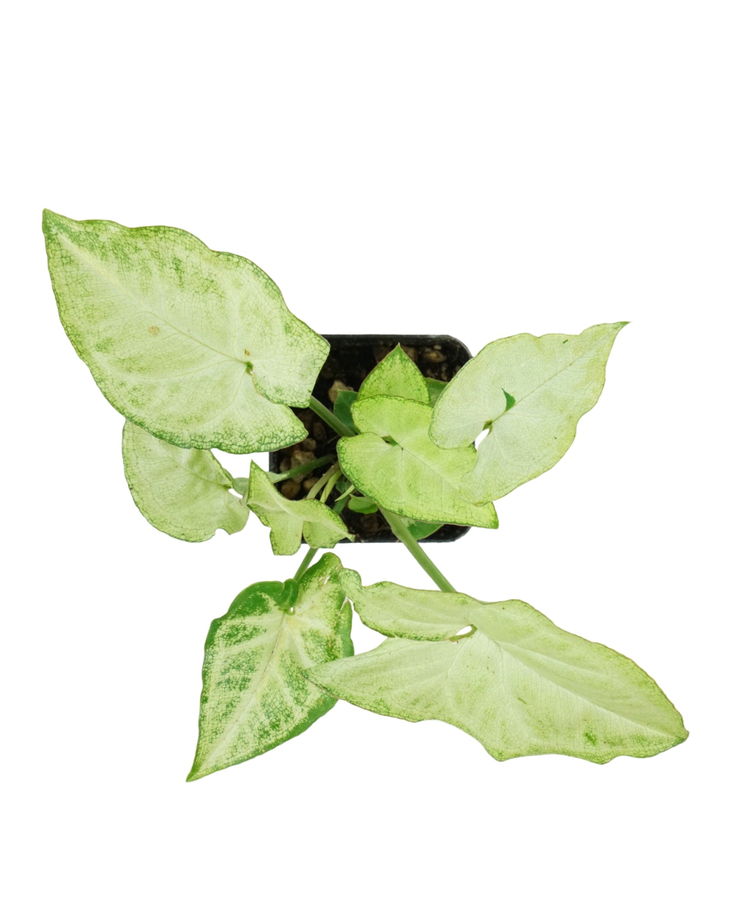 Syngonium podophyllum 'White Butterfly' - House Plants
