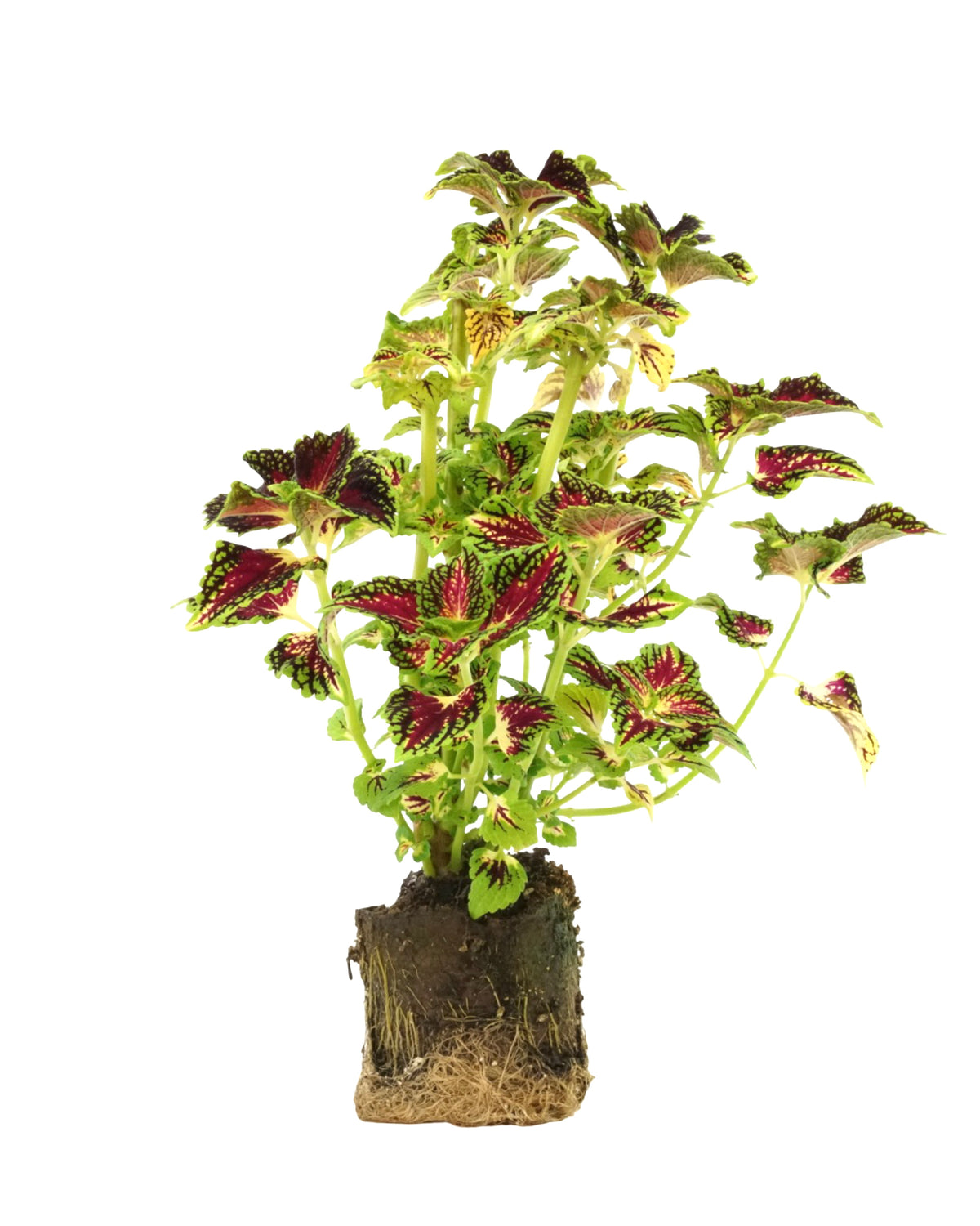 Coleus 'La Rambla' 4 Inch - Annuals